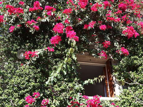 GITE LE JARDIN DES ALBERES