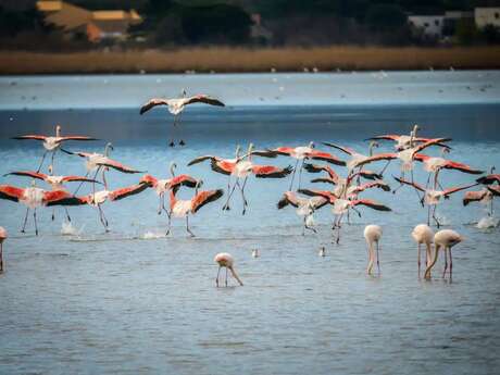 LA DÉCOUVERTE DES OISEAUX DU DOMAINE DE L’ESPARROU