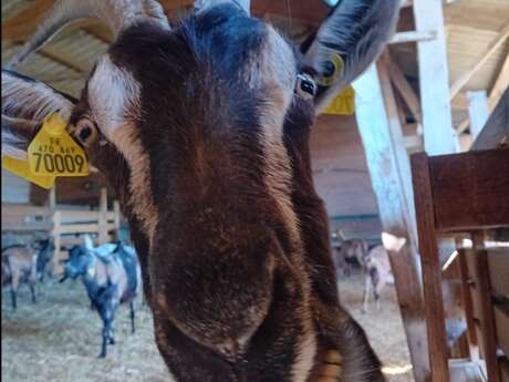 GAEC CABRA DE SERRABONA
