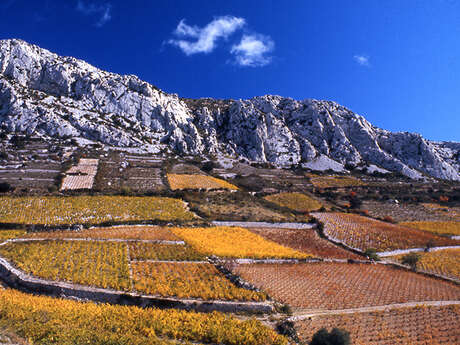VIGNOBLE ET PATRIMOINE