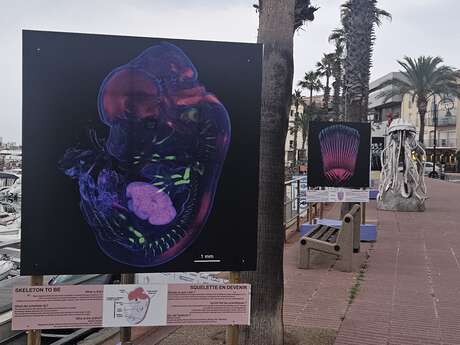 EXPOSITION EN PLEIN AIR - SKELETTON