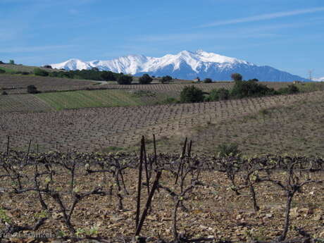 DECOUVERTE DU VIGNOBLE