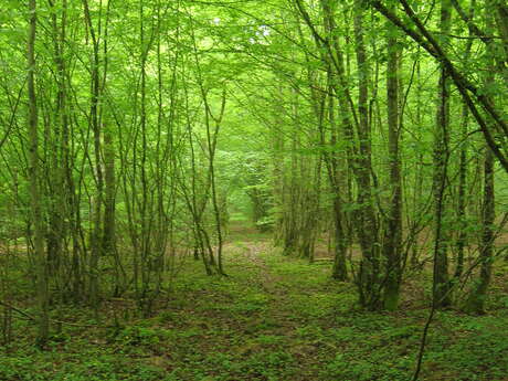 FETE DE LA NATURE : MARCHE ARTISANAL ET MUSICAL