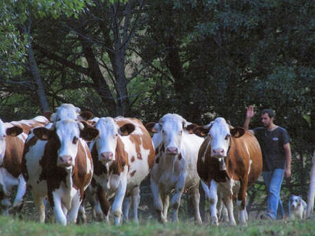 FROMAGERIE CAL GILET