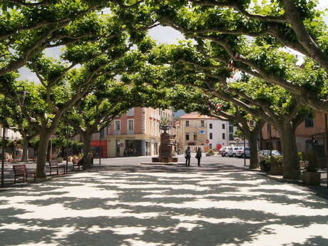 PLATANE DE PRADES