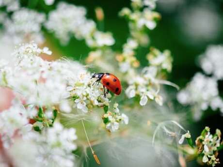 EXPOSITION "INSECTES, UNE EXTRAORDINAIRE DIVERSITÉ"