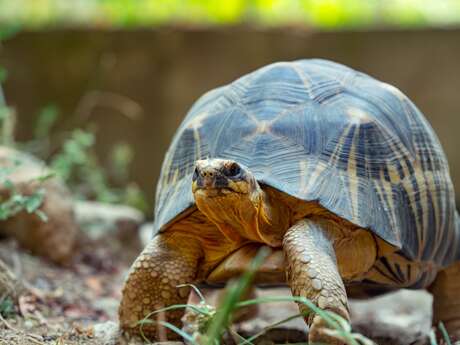 LA VALLEE DES TORTUES