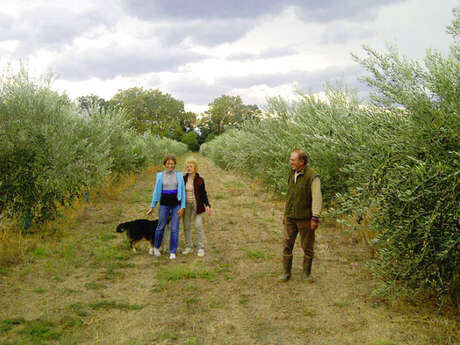 MAS D'EN FABRE - HUILE DES ORGUES