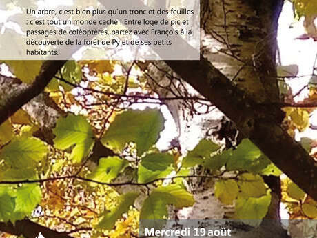 BALADE DÉCOUVERTE : AUPRÈS DE MON ARBRE