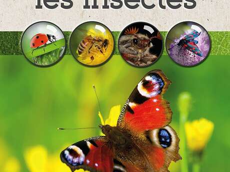 LA NUIT DES INSECTES AU RUCHER - PÉZILLA DE CONFLENT