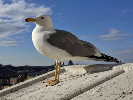 BALADE À LA DÉCOUVERTE DES OISEAUX