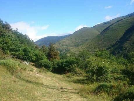 A LA RENCONTRE DES CERVIDÉS