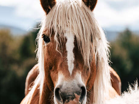 LES CRINIERES BLONDES