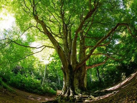 L'ARBRE REMARQUABLE