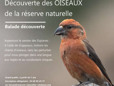 BALADE DÉCOUVERTE : DÉCOUVERTE DES OISEAUX DE LA RÉSERVE NATURELLE