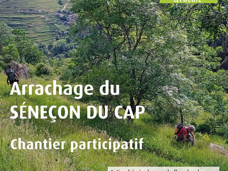 CHANTIER PARTICIPATIF : ARRACHAGE DU SÉNEÇON DU CAP