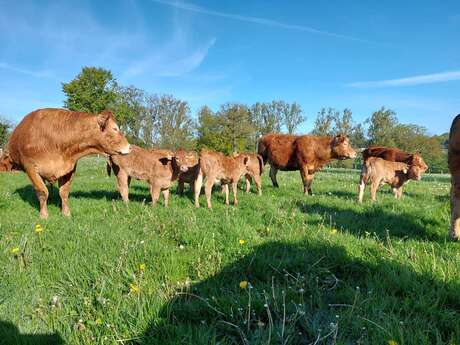 VIANDE BOVINE FERMIÈRE, MME LANGELIER MELAINE