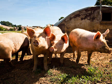 FERME DE COUBRIER - VIANDE DE BOEUF ET DE PORC