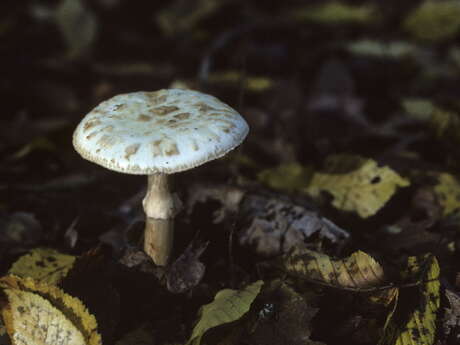 Balade ONF "A la cueillette des champignons"