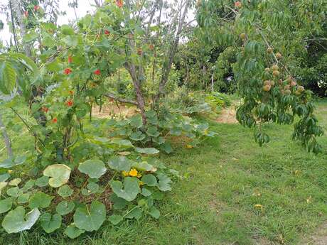 Permaculture - une boîte à outils pour vivre autrement