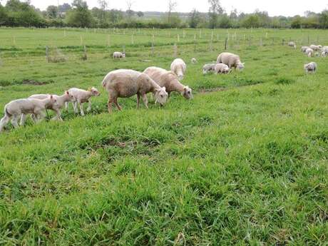 GAEC DES PRAIRIES ANGEVINES