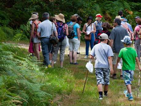 Balade en forêt et découverte de la gestion forestière