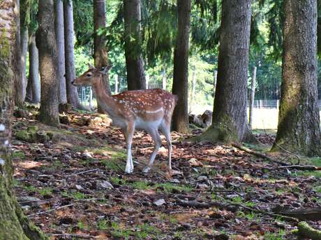 Saint-Léonard-des-Bois animal park