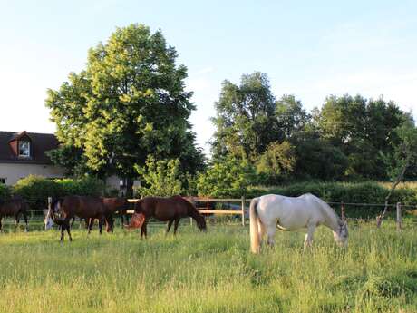 Une journée avec les chevaux en pleine nature (+12 ans)