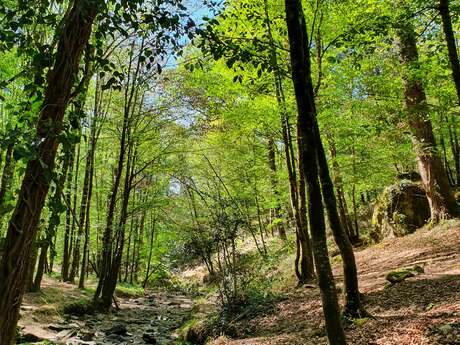 Les secrets de la forêt