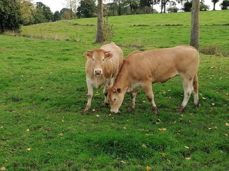 Viande bovine, Ferme de l'Aire du Bois