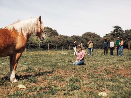 Bien être à cheval avec Caval Coaching - Equi coaching