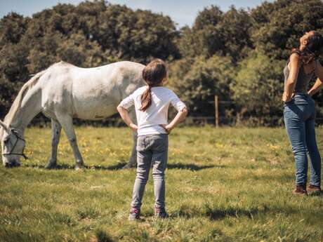 Stage "Ethologie" avec Caval Coaching