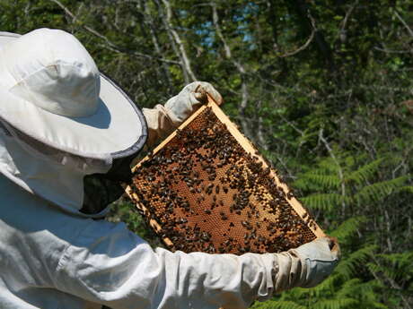 Découverte du monde des abeilles à la ferme d'Emilie