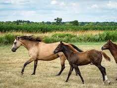 RANCH DES BORD DE LOIRE