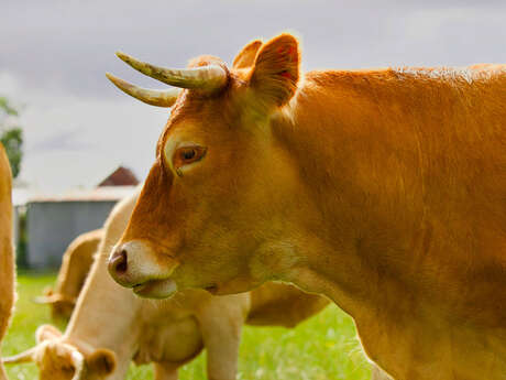 Ferme All'Herbe