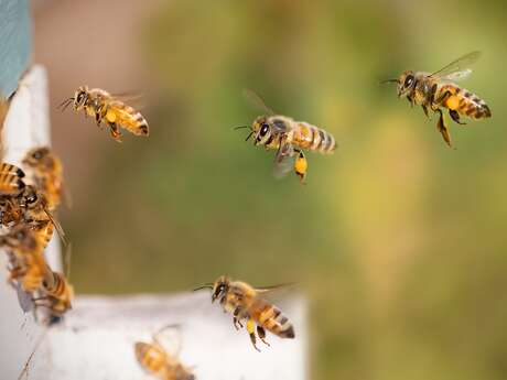 Bee game : escape game sur le thème des abeilles