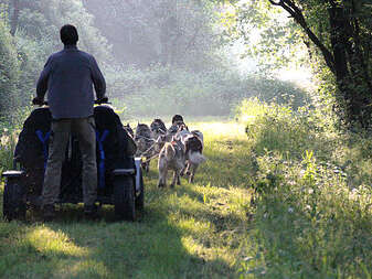 Cani-kart avec Husky d'Anjou