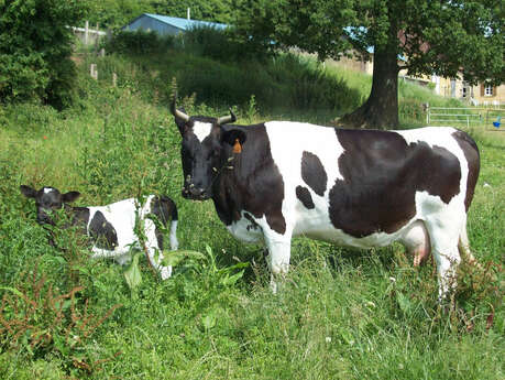 LA FERME D'HÉLIACYNTHE - BEEF MEAT