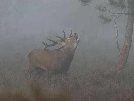 Balade ONF  "À l'écoute du brame du cerf"