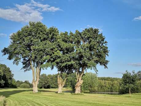 Pratique du golf à l'Anjou Golf de Champigné