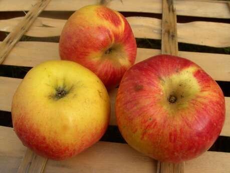 COOPÉRATIVE LA REINETTE FRUITIÈRE