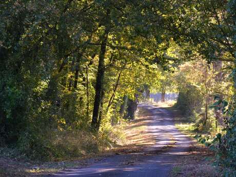 Sentier de randonnée Balade en Forêt à Linières Bouton