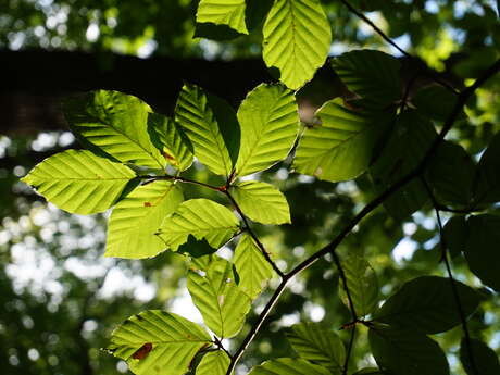 Atelier 5/7 ans "La couleur en forêt"