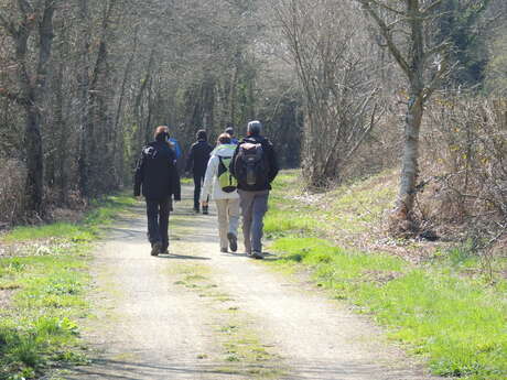 SENTIER DU LOUP DANS LES FOUGÈRES (N°65)