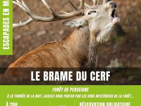 Escapades en Maine Saosnois - Le brame du cerf