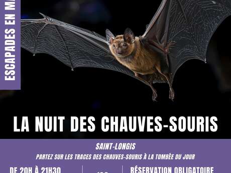Escapades en Maine Saosnois : La nuit des chauves-souris