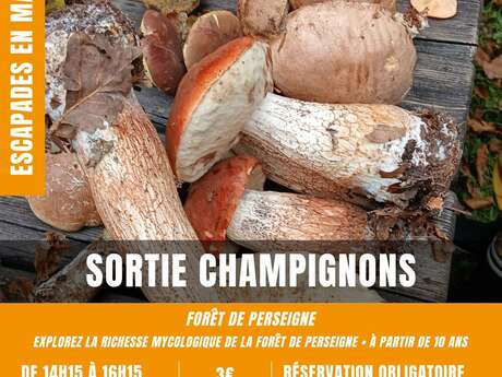 Escapades en Maine Saosnois : Sortie champignons