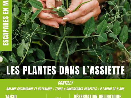 Escapades en Maine Saosnois : Les plantes dans l'assiette