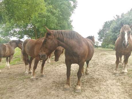 Accueil de cavaliers à la ferme de la Fouardière