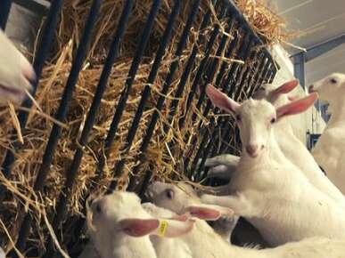 Caprice à la ferme !